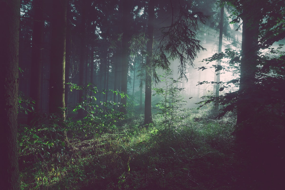 Gruener Waldweg